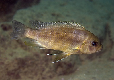 Petrotilapia xanthos 'Gallireya Reef'